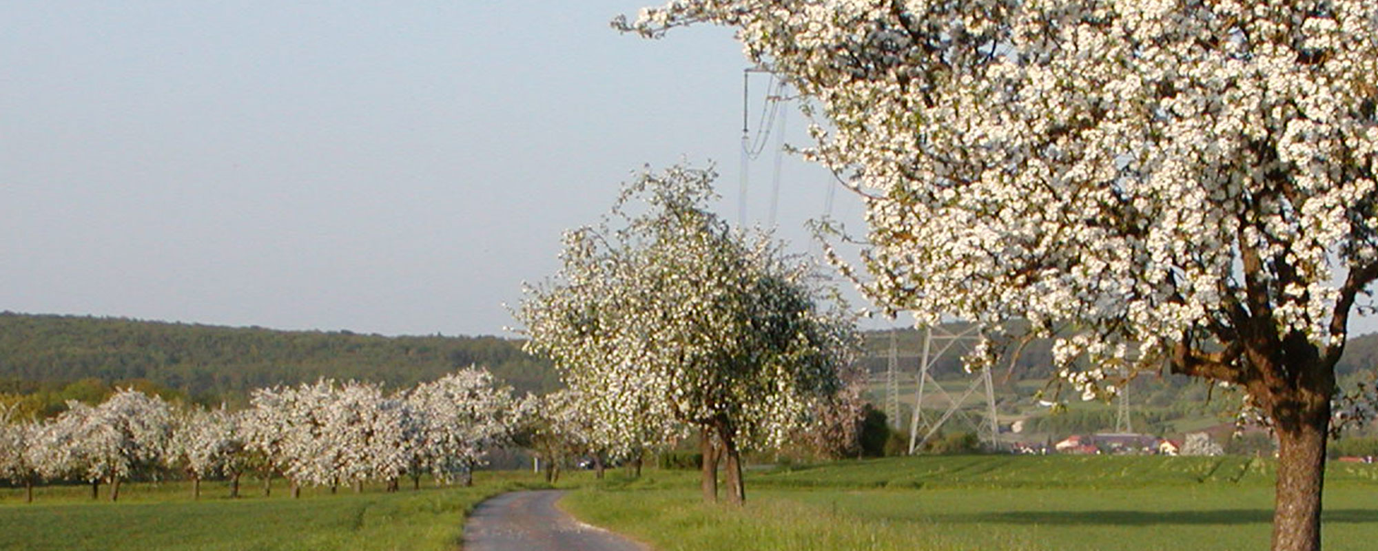 Streuobstwiese